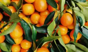 Чем полезны мандарины и их кожура для женщин и их здоровья