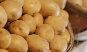 Польза и вред картофеля для здоровья человека: важные аспекты