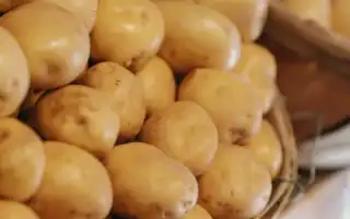 Польза и вред картофеля для здоровья человека: важные аспекты