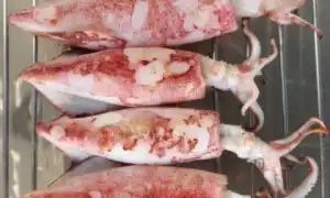 Польза и вред кальмара для здоровья организма человека: важные аспекты