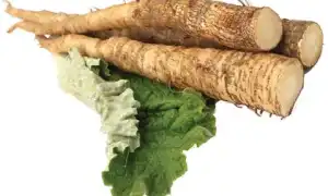 Польза и вред корня лопуха для организма человека: важные аспекты