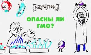 Что такое ГМО, и вредны ли генетически модифицированные продукты для здоровья?
