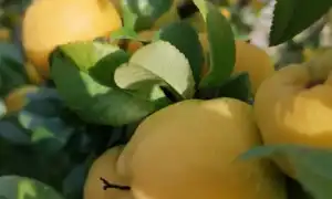 Польза и вред айвы для организма человека в сыром и печёном виде: все аспекты