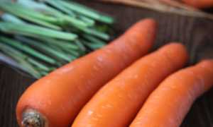 Польза бета-каротина для твоего организма и список продуктов с ним для здоровья