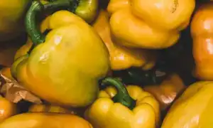 Польза и вред болгарского сладкого перца для здоровья человека