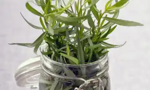 Польза и вред тархуна для организма и его применение в кулинарии