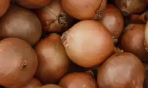 Польза и вред луковой шелухи для организма человека и отвара из неё: полезные свойства и рекомендации