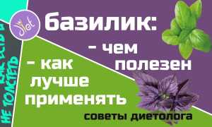 Какие витамины содержатся в зелёном и фиолетовом базилике для здоровья
