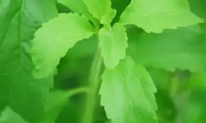 Что такое стевия: польза и вред сахарозаменителя для здоровья