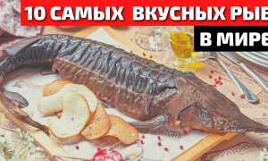 Самая полезная рыба для человека – список ТОП-10 видов