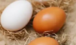Чем отличаются белые яйца от коричневых: основные факты