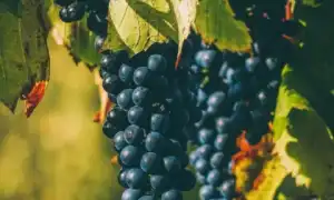 Польза и вред чёрного винограда с косточками и без для организма человека