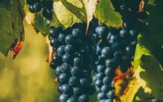 Польза и вред чёрного винограда с косточками и без для организма человека