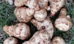 Польза и вред топинамбура и сиропа из него для здоровья человека