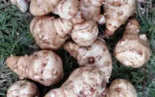 Польза и вред топинамбура и сиропа из него для здоровья человека