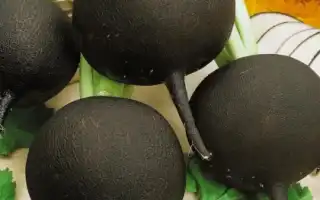 Польза и вред чёрной редьки для здоровья организма человека