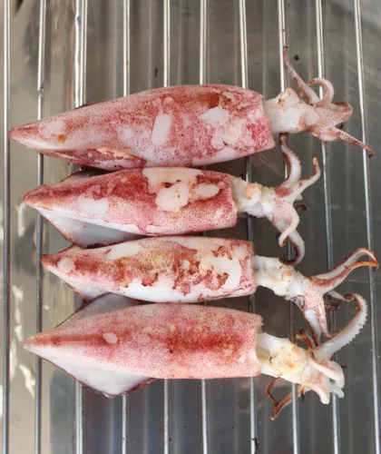 кальмары