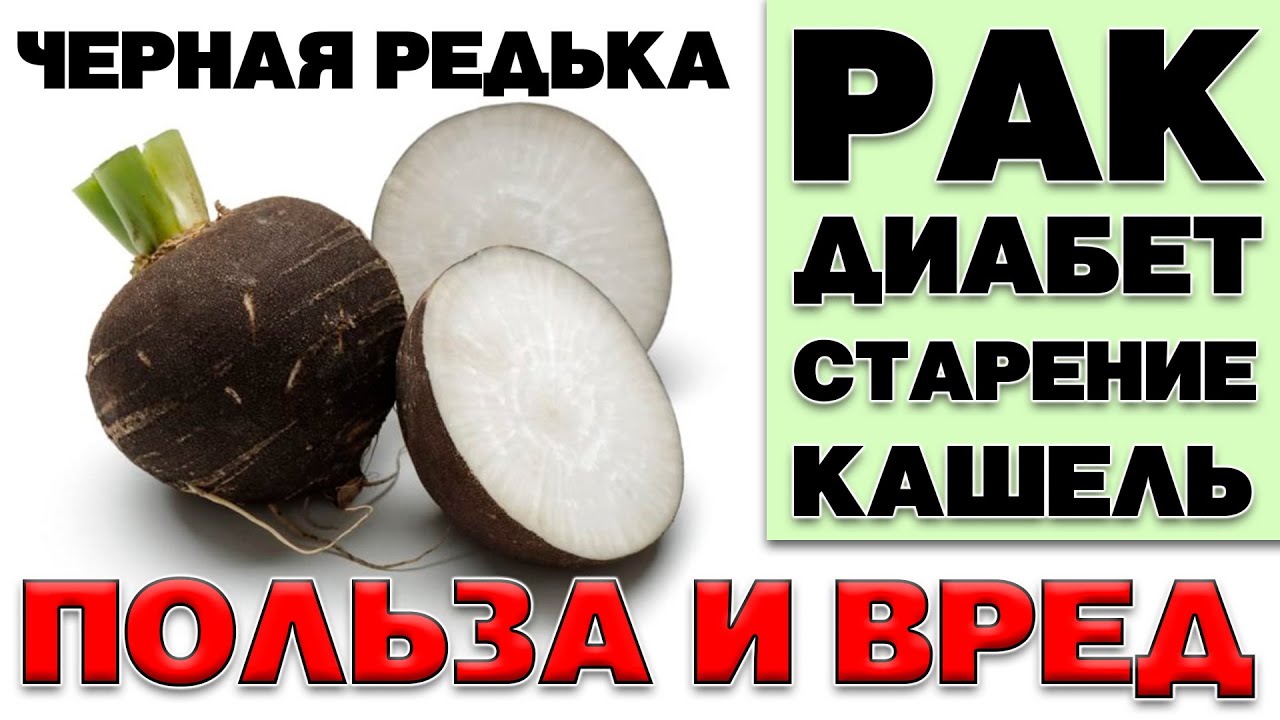 Польза и вред чёрной редьки 