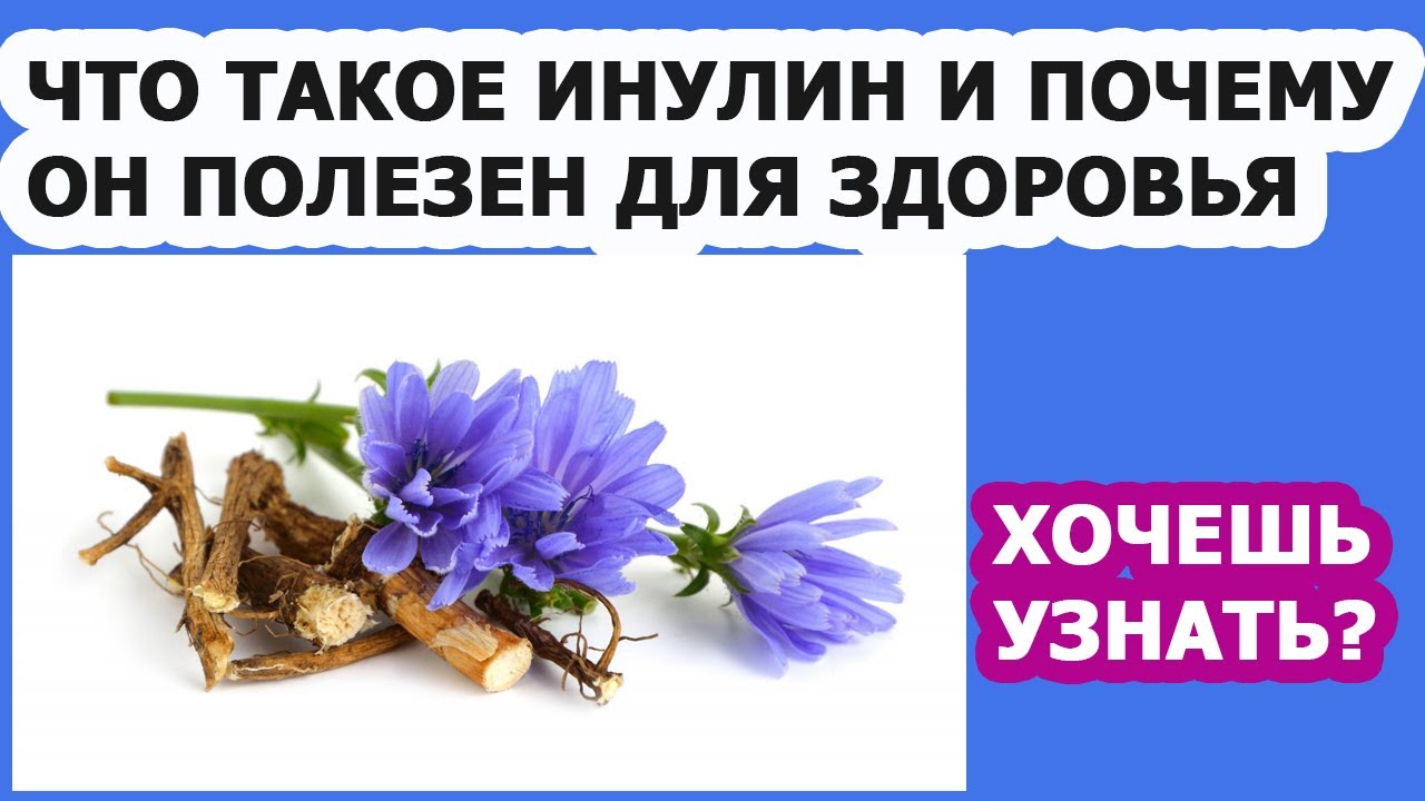 Инулин в цикории и его польза