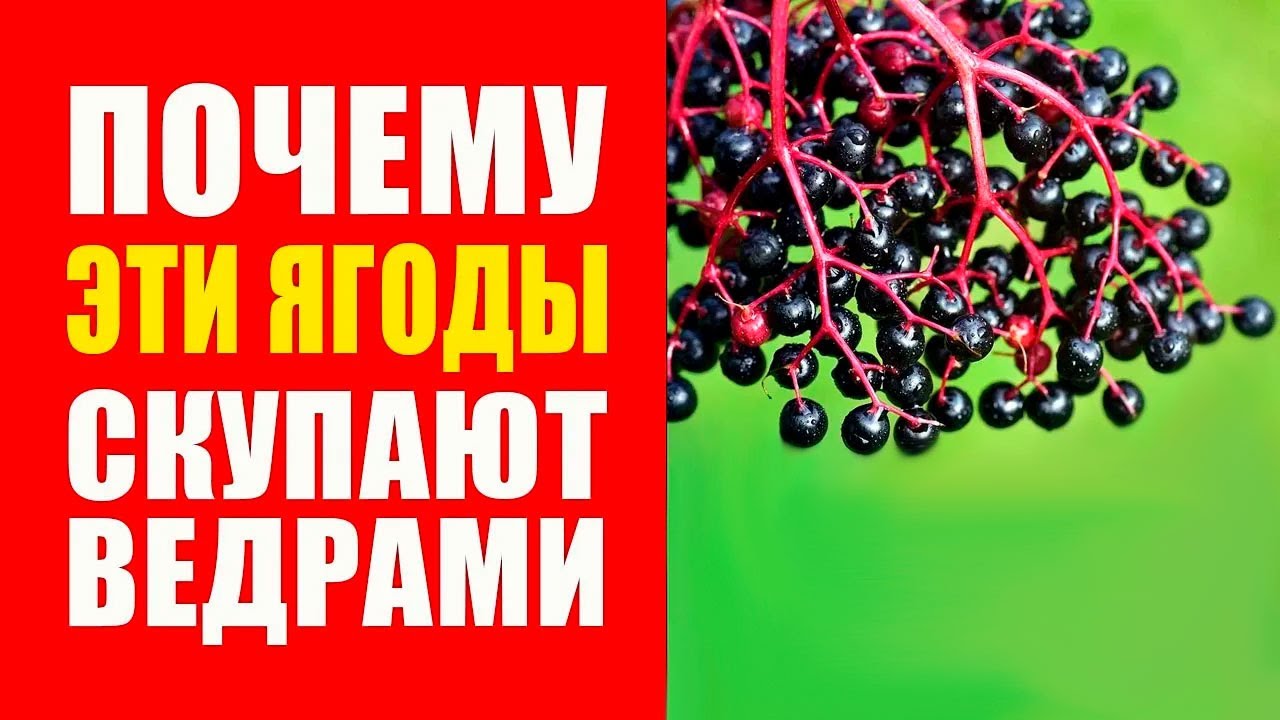 Польза черной бузины