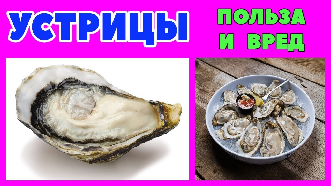 Польза и вред устриц для здоровья