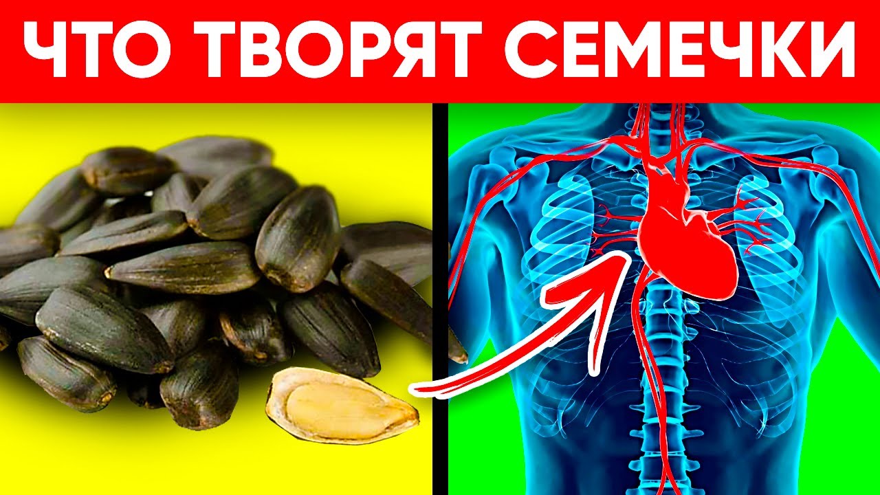 Польза и вред семечек подсолнуха