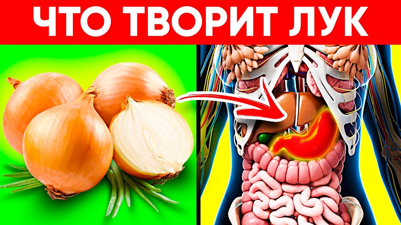 Польза и вред репчатого лука