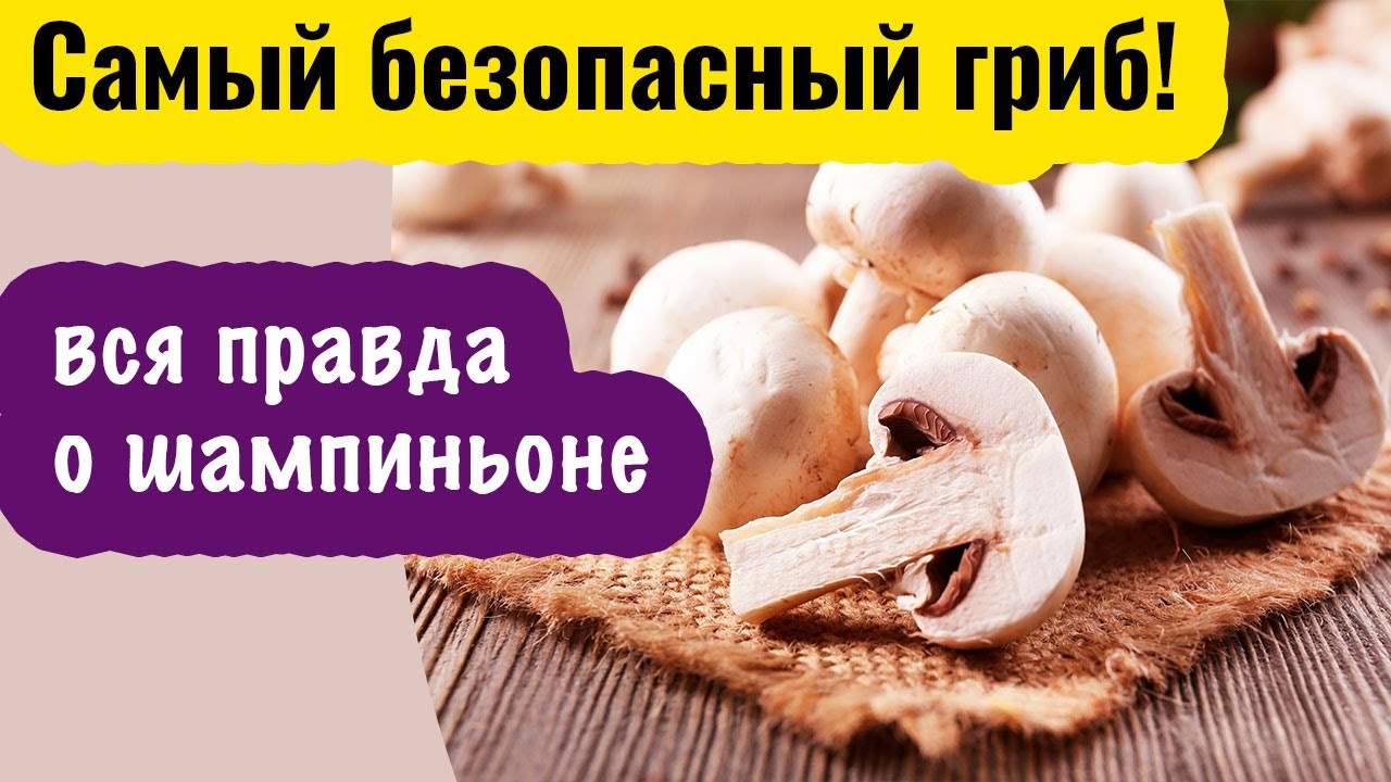 Польза и вред шампиньонов