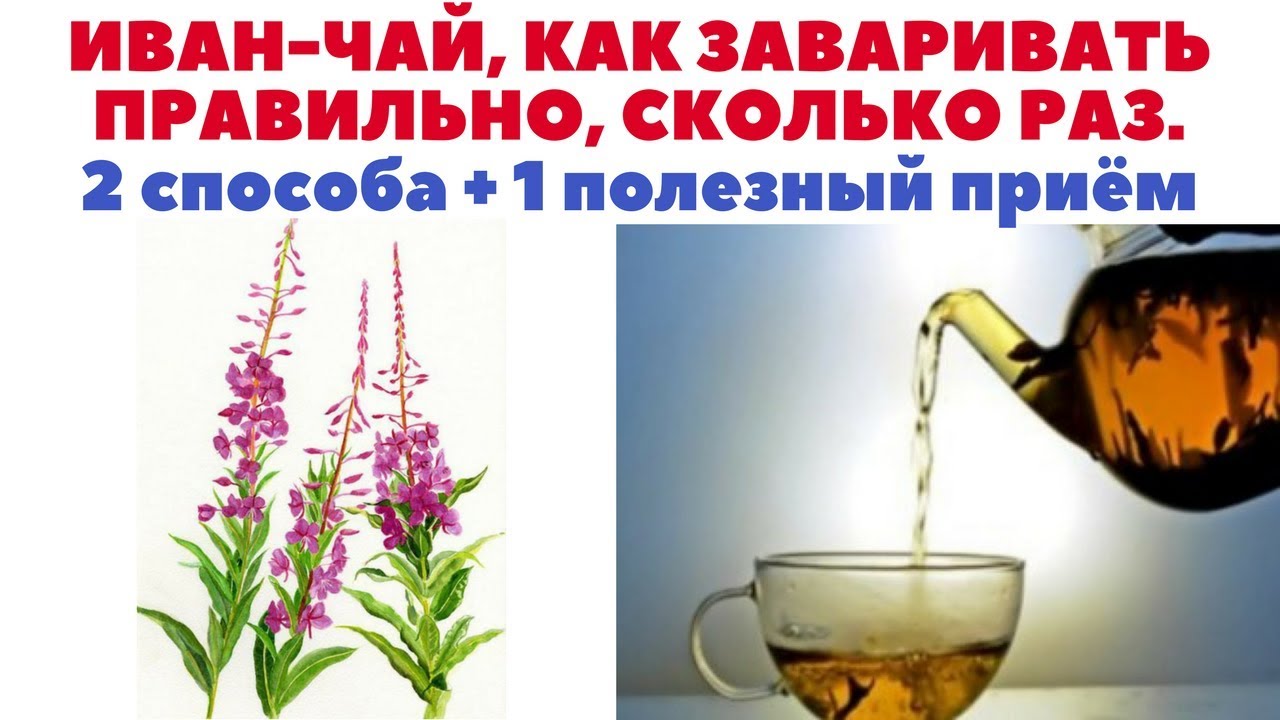 Иван-чай - как заваривать правильно