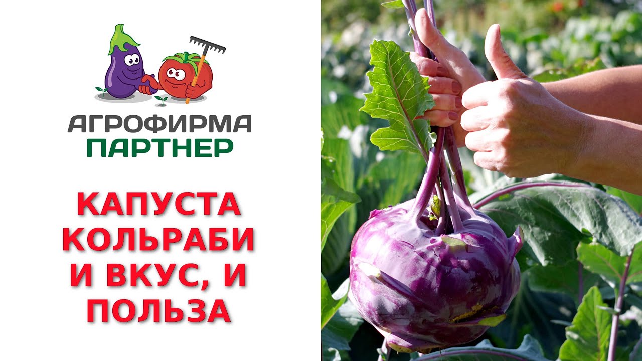 Польза капусты кольраби