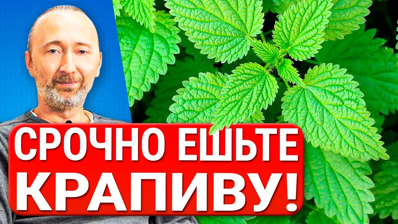 Полезные свойства листьев крапивы