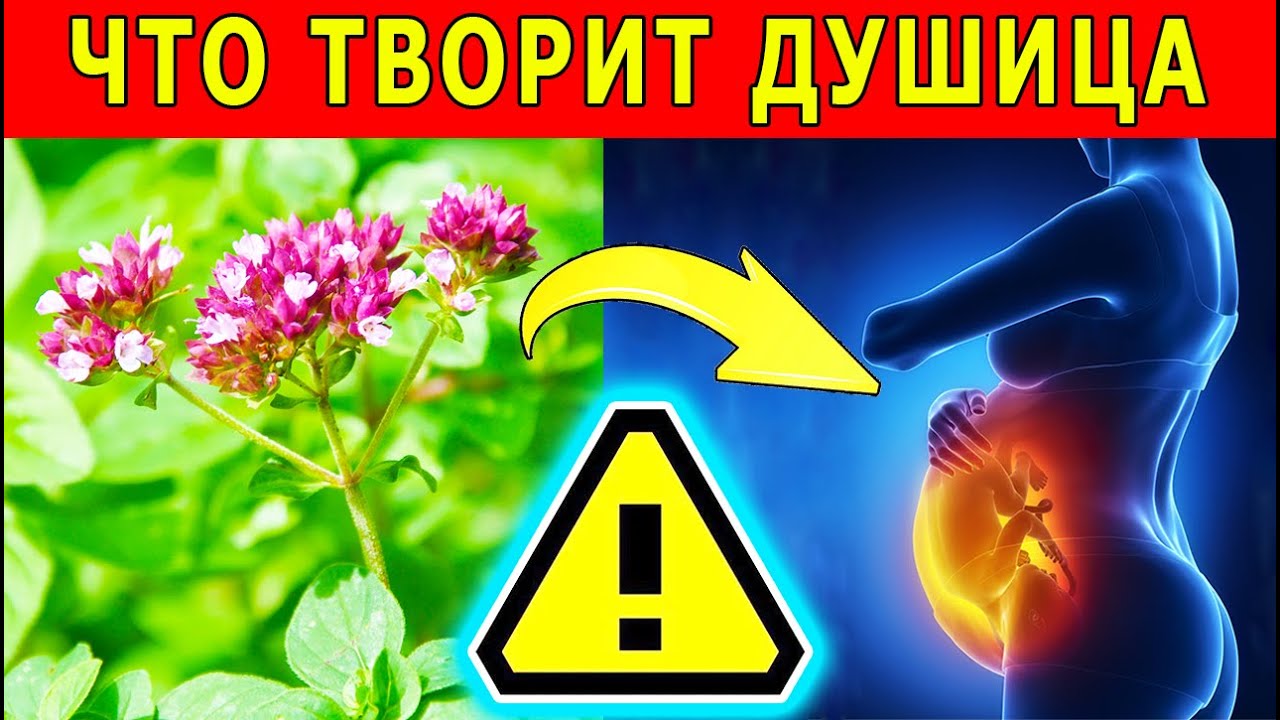 Польза и вред душицы
