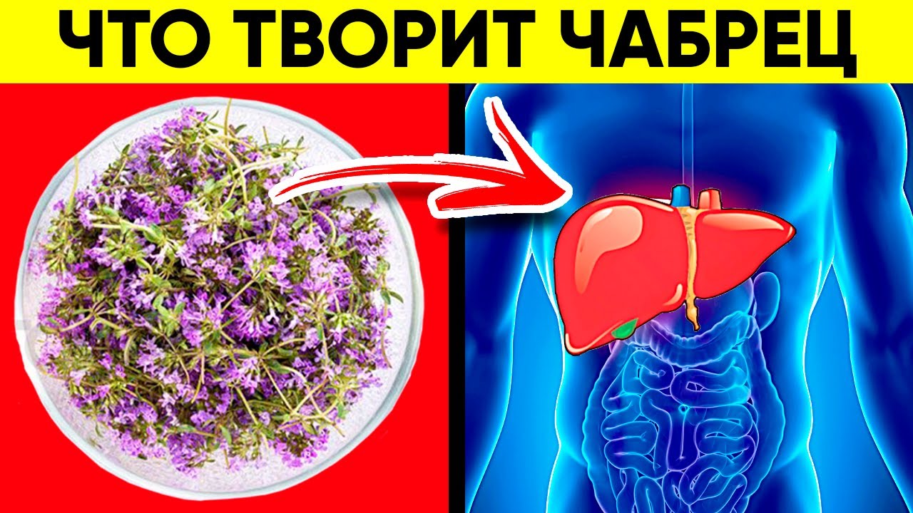 Польза и вред тимьяначабреца