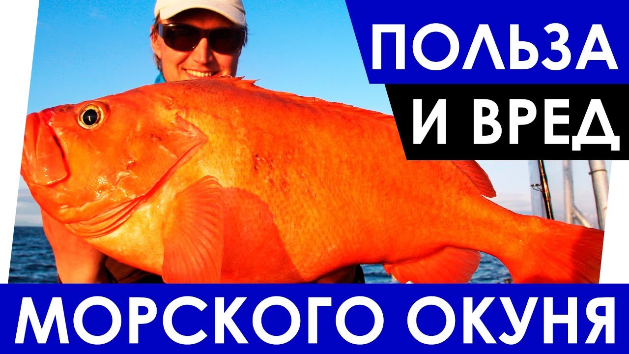 Польза и вред морского окуня