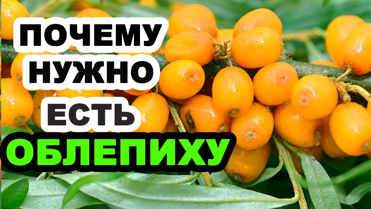 Польза и вред облепихи