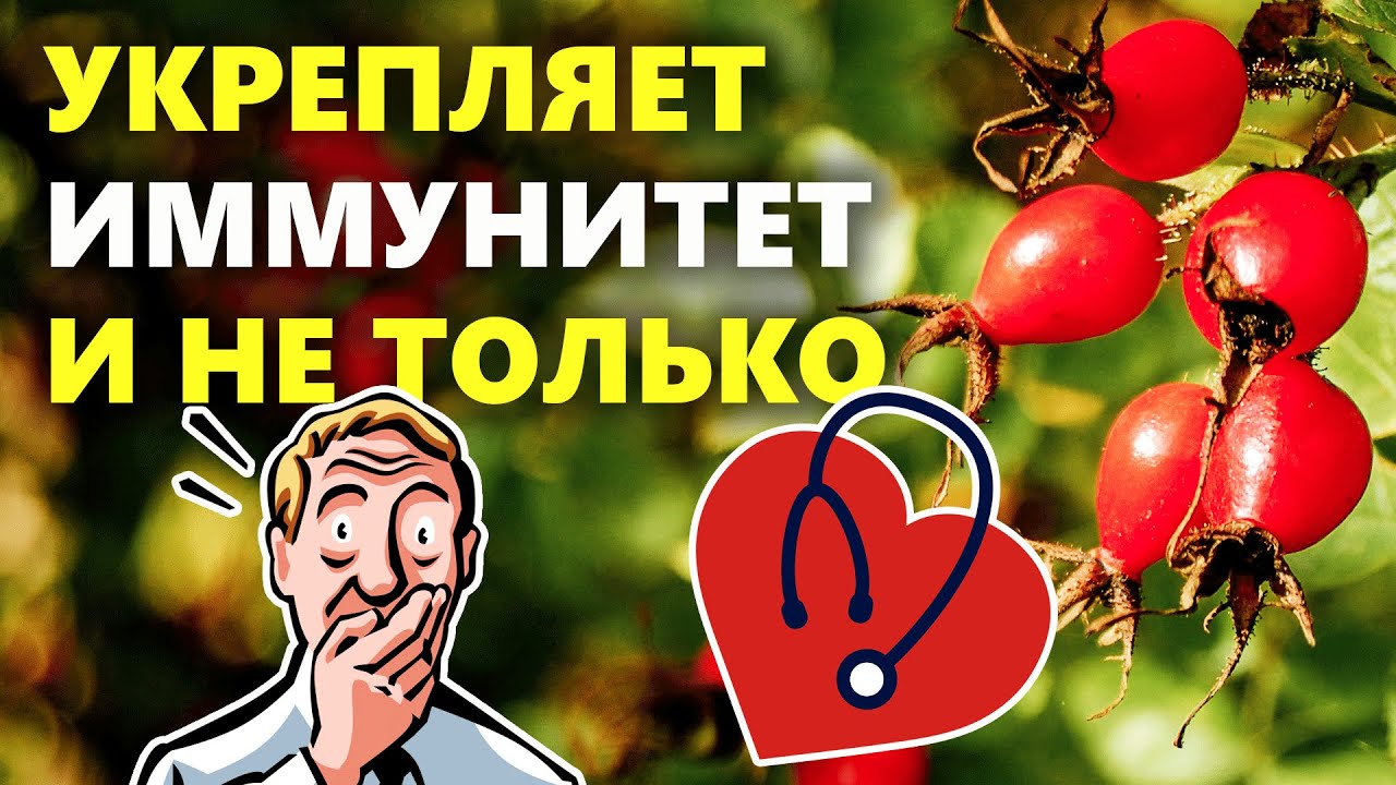 Шиповник: польза и вред для организма