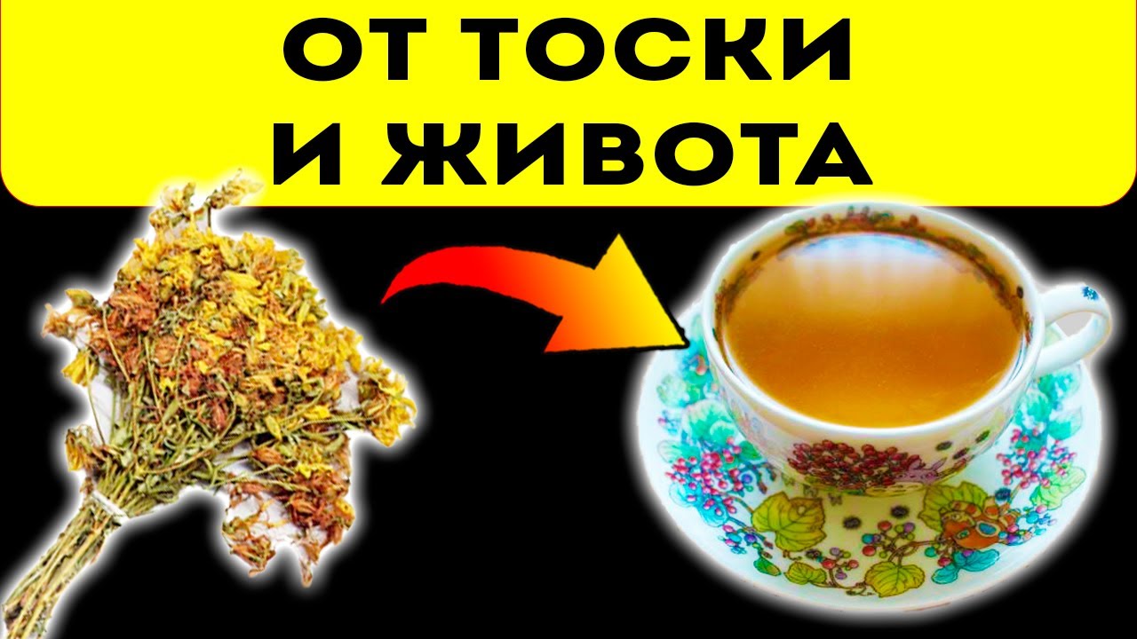 Польза зверобоя для организма