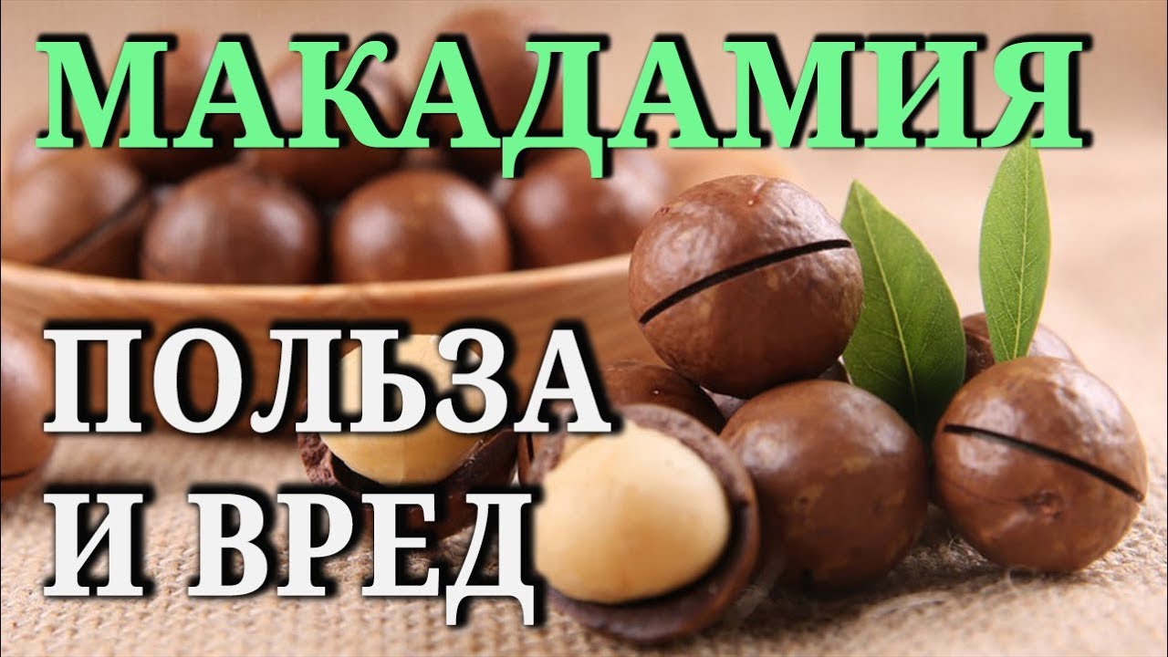Состав, свойства, польза и вред ореха макадамия