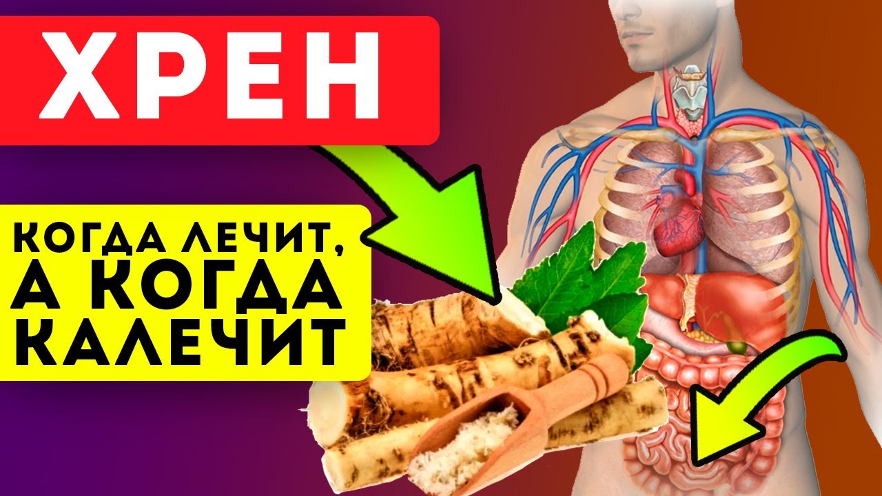 Польза и вред хрена для здоровья