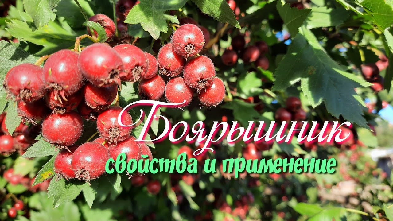 Свойства и применение боярышника