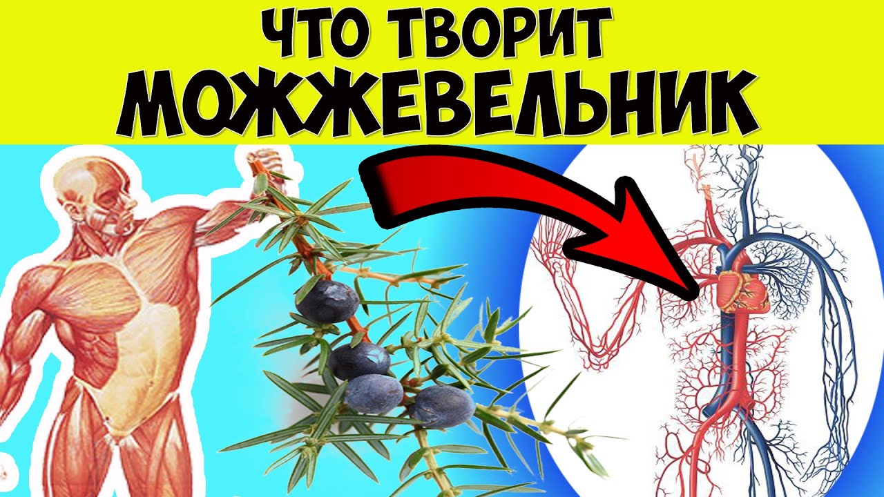 Польза и вред можжевельника