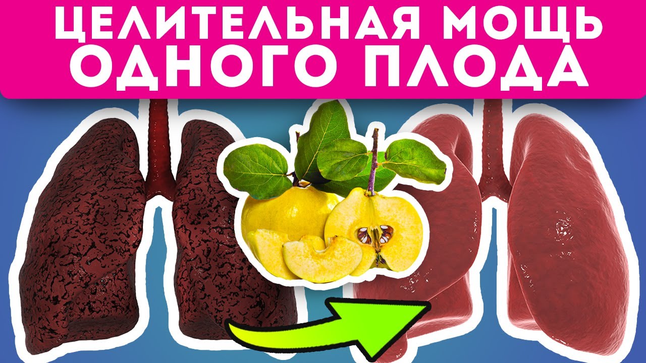 Польза и вред айвы для организма