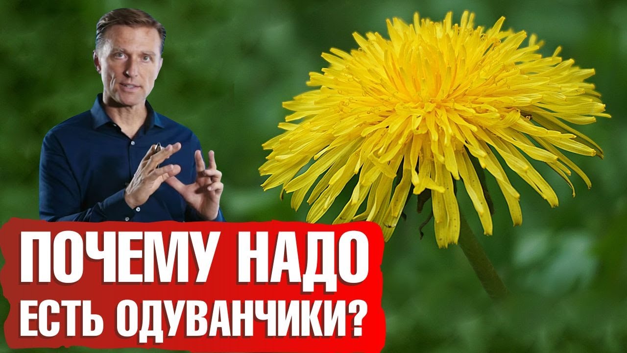 Лечебные свойства одуванчика