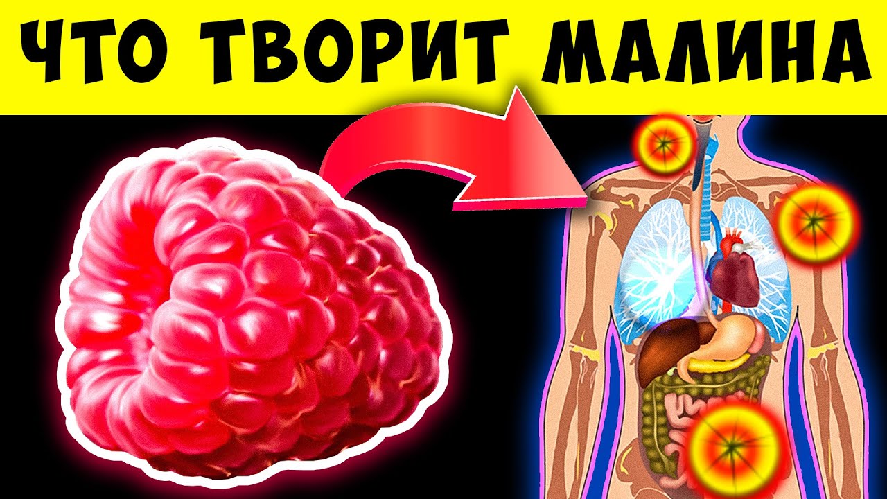 Польза и вред малины для здоровья