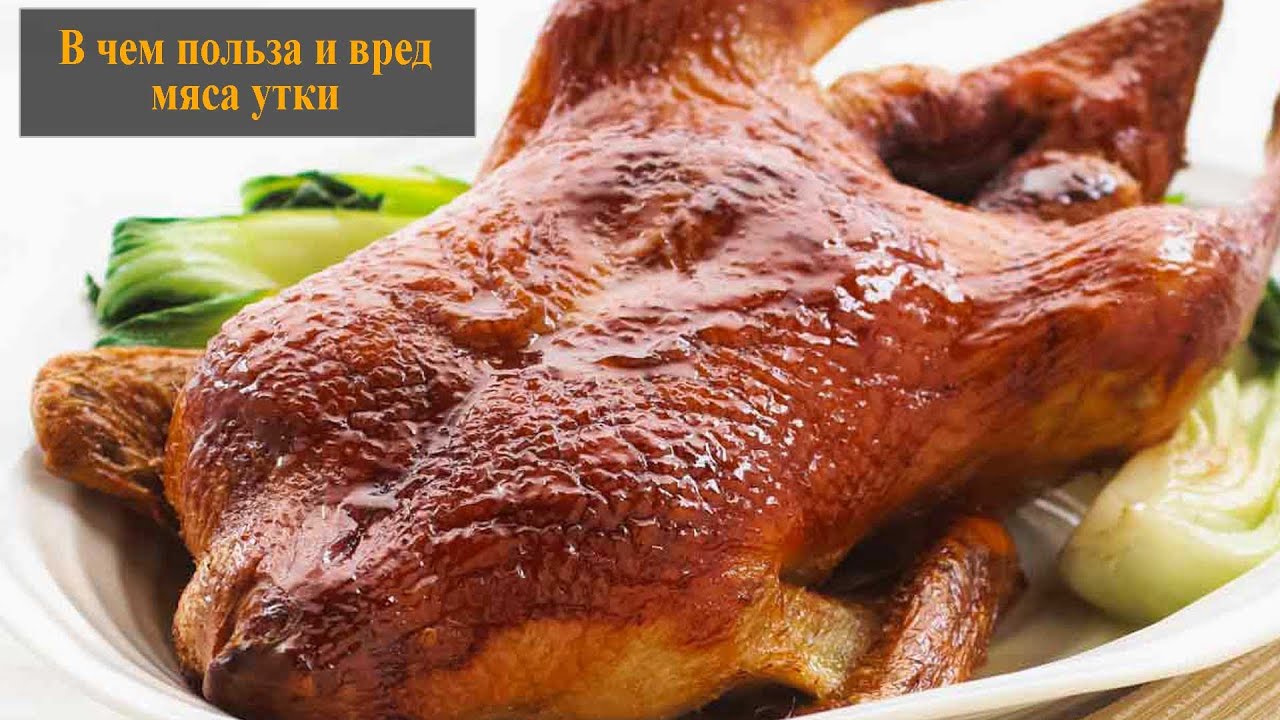 Польза и вред мяса утки