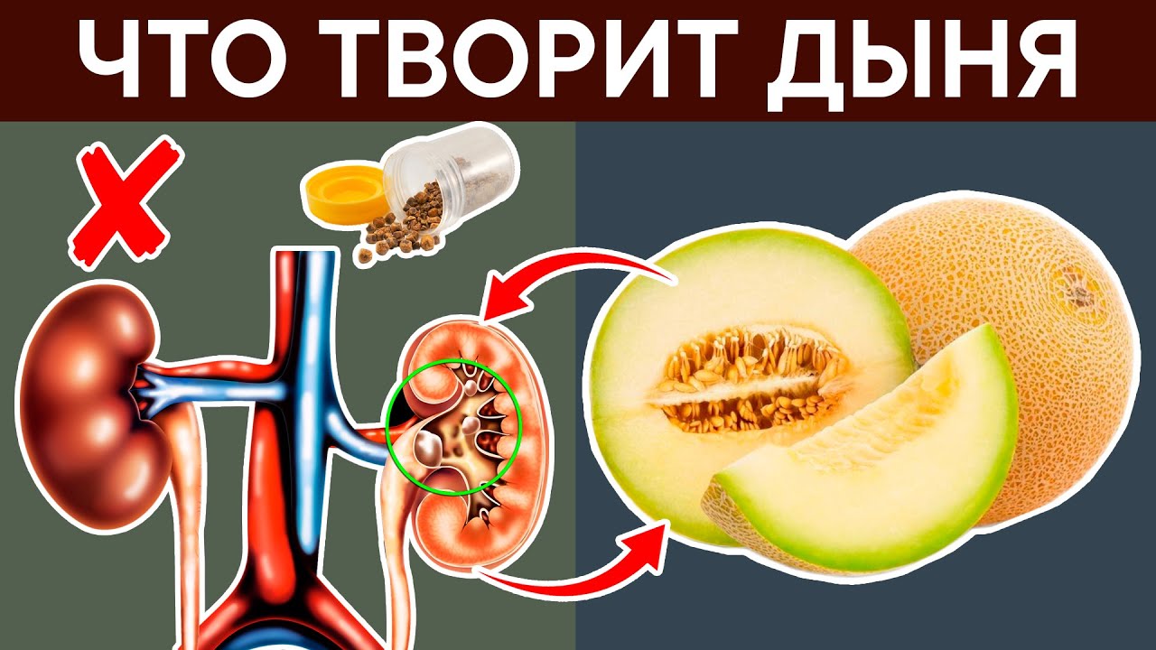Польза и вред дыни для здоровья