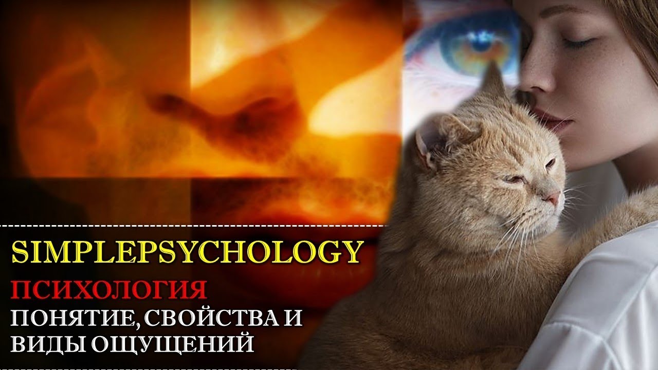 Понятие, свойства и виды ощущений