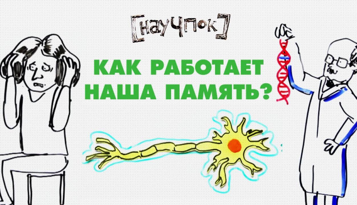 Как работает наша память